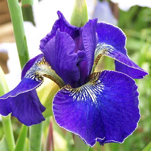 Ирис сибирский Голден Эдж изображение 1 артикул 61009