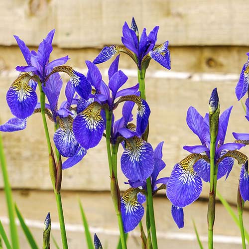 Ирис сибирский Голден Эдж изображение 2 артикул 61009