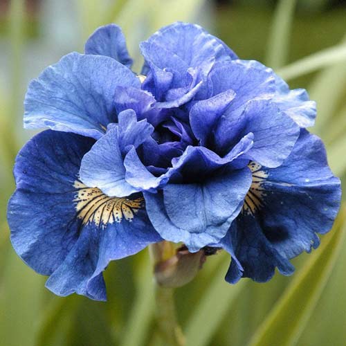 Ирис сибирский Конкорд Краш изображение 1 артикул 76286