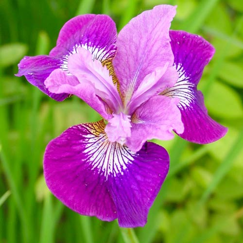 Ирис сибирский Леди Ванесса изображение 1 артикул 76536