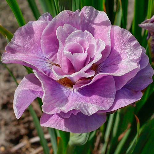 Ирис сибирский Пинк Парфейт изображение 1 артикул 76290