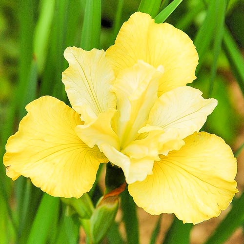 Ирис сибирский Саммер Ревелс изображение 1 артикул 76537