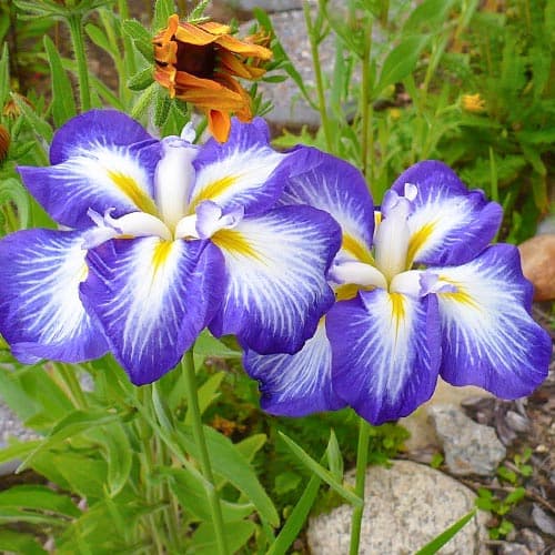 Ирис японский Густо артикул фото 1 Ирис японский Густо изображение 1 артикул 76289