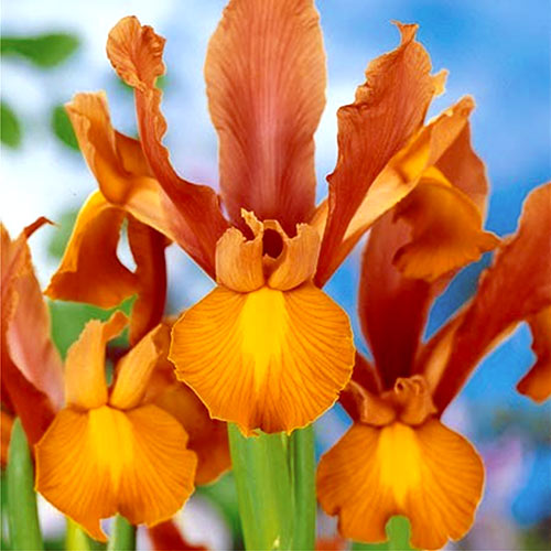 Ирис Бронз Бьюти изображение 1 артикул 2944