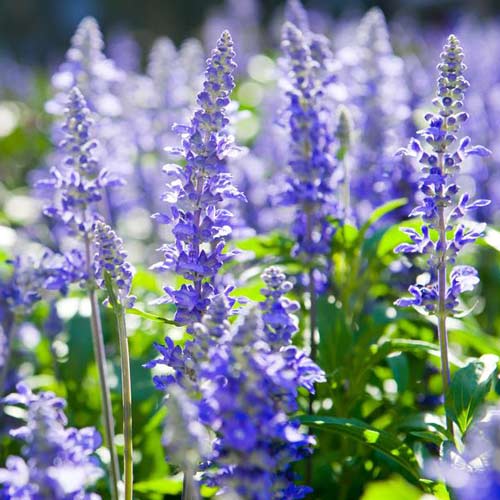 Иссоп Аметист изображение 1 артикул 74004