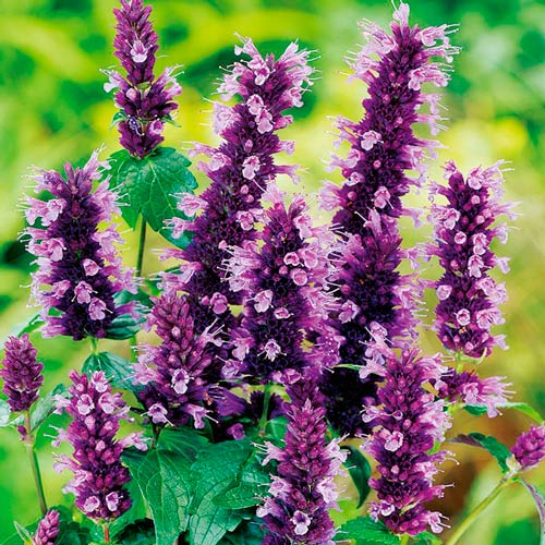 Иссоп лекарственный Аккорд, семена изображение 1 артикул 9820_1