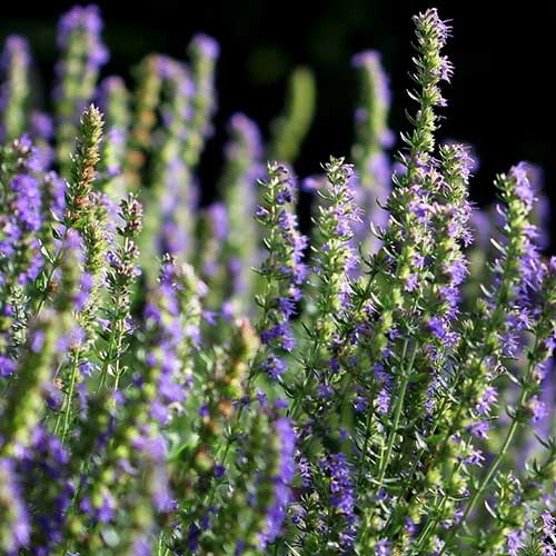 Иссоп Лекарь Русский огород НК изображение 1 артикул 69882