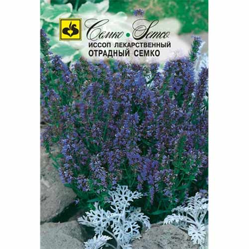 Иссоп Отрадный Семко изображение 1 артикул 40547
