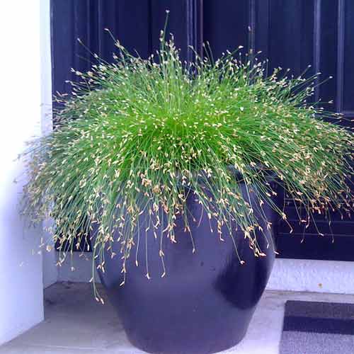 Изолепис поникший Лайв Вайр, семена артикул фото 1 Изолепис поникший Лайв Вайр, семена изображение 1 артикул 66306