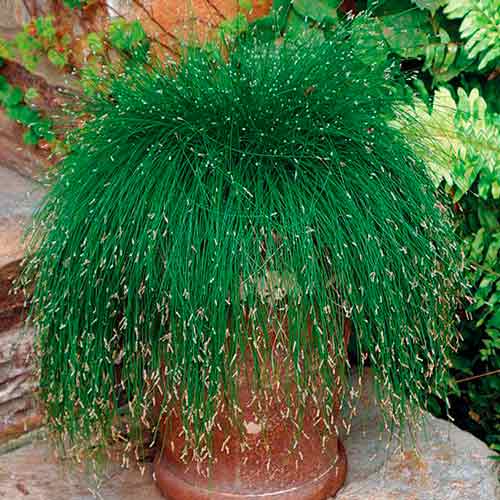 Изолепис поникший Лайв Вайр, семена артикул фото 2 Изолепис поникший Лайв Вайр, семена изображение 2 артикул 66306