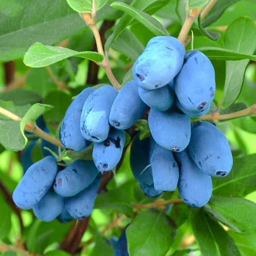 Жимолость Алтай изображение 1 артикул 9271