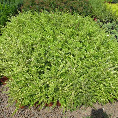 Жимолость блестящая Элегант изображение 1 артикул 9571