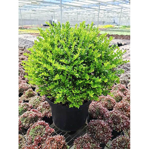 Жимолость блестящая Грин Бриз изображение 1 артикул 4007