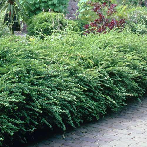 Жимолость блестящая Мaйгрюн изображение 1 артикул 9570