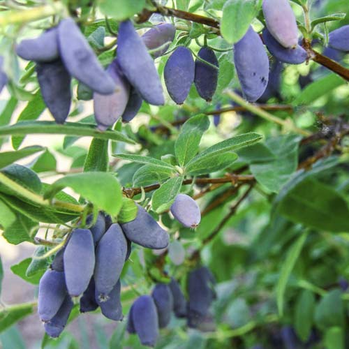 Жимолость Блю Банана изображение 1 артикул 3812