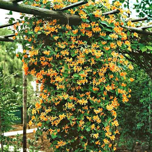 Жимолость Брауна Дропмор Скарлет изображение 1 артикул 9045