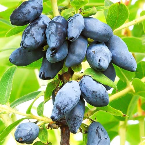 Жимолость Челябинка изображение 1 артикул 9221