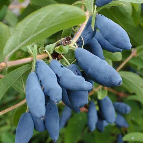 Жимолость Дочь Великана изображение 1 артикул 4697