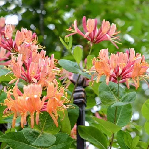 Жимолость вьющаяся American Beauty изображение 1 артикул 9046