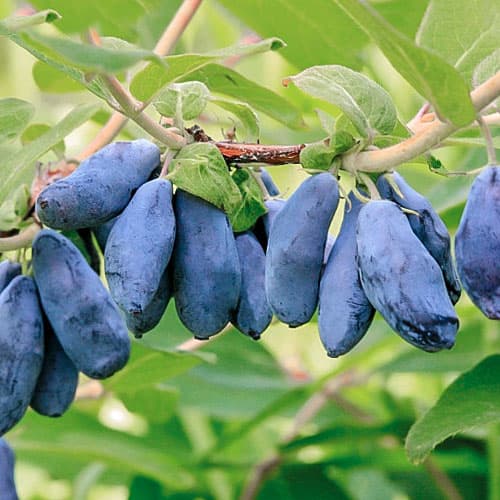 Жимолость Сластена изображение 1 артикул 9336