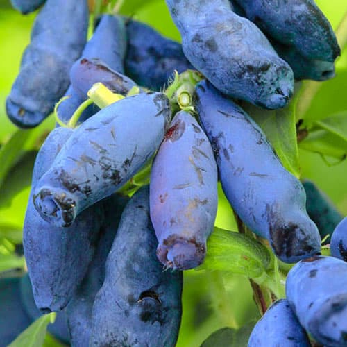 Жимолость Волшебница изображение 1 артикул 9305