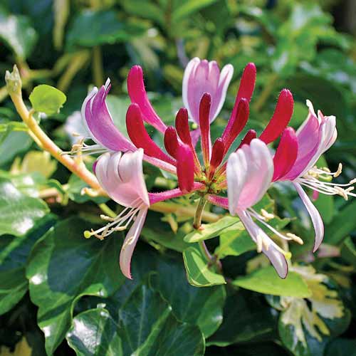 Жимолость вьющаяся Бельгика Селект изображение 1 артикул 9572