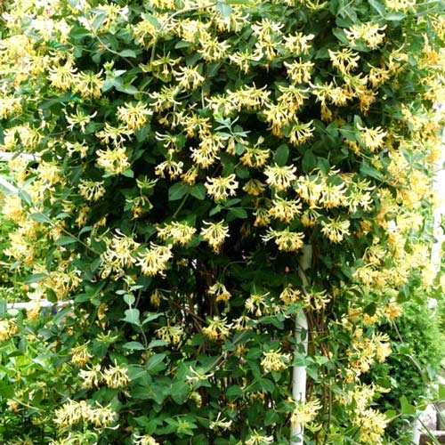 Жимолость вьющаяся Грэхам Томас изображение 4 артикул 01097