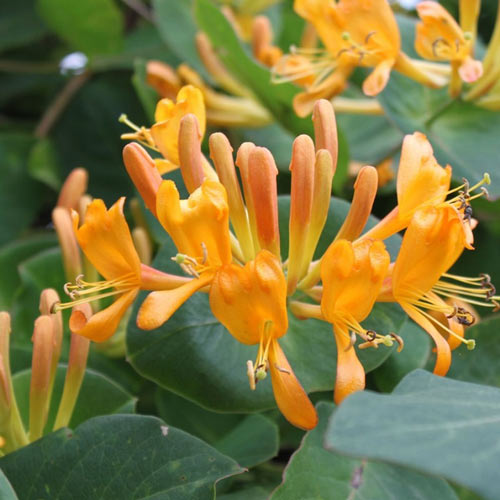 Жимолость вьющаяся Тельмана артикул фото 1 Жимолость вьющаяся Тельмана изображение 1 артикул 9574