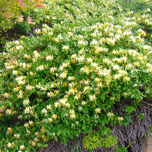 Жимолость японская Ауреоретикулата  артикул фото 1 Жимолость японская Ауреоретикулата  изображение 1 артикул 9178