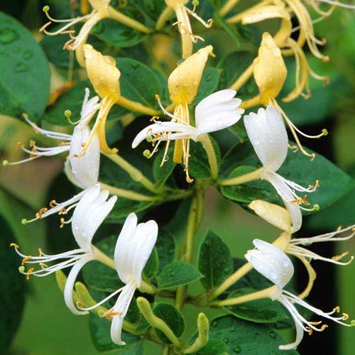 Жимолость японская Холлс Пролифик артикул фото 2 Жимолость японская Холлс Пролифик изображение 2 артикул 2430