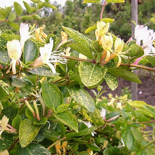 Жимолость японская Вариегата изображение 1 артикул 9180