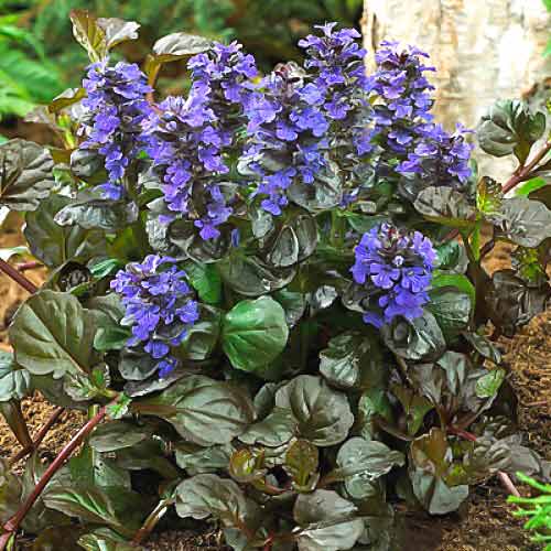 Живучка Блэк Скэллоп изображение 1 артикул 68670