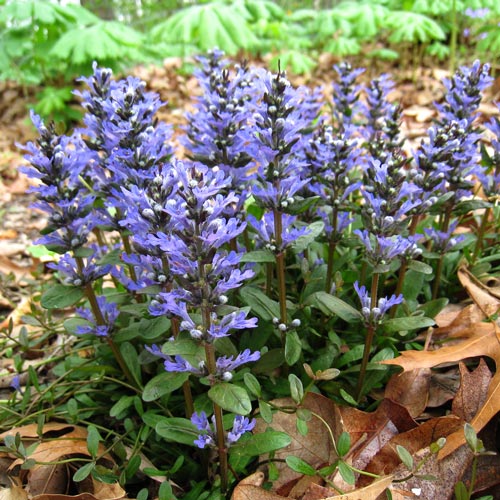 Живучка Чоколат Чип изображение 1 артикул 01343