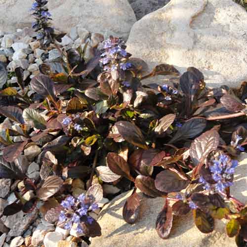 Живучка ползучая Эди изображение 2 артикул 01344