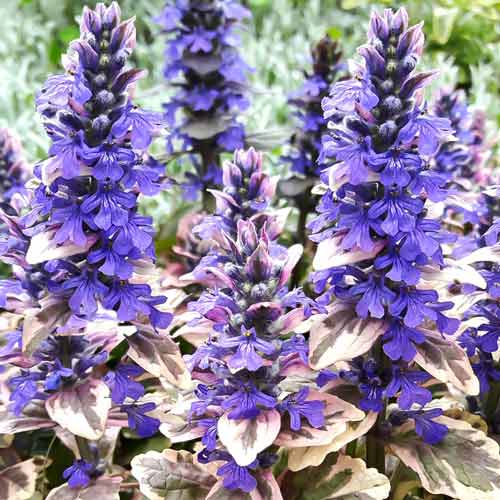 Живучка Мультиколор изображение 1 артикул 68672