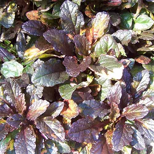 Живучка ползучая Мультиколор изображение 1 артикул 01342