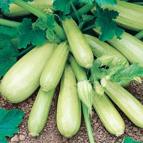 Кабачок Ажур F1 Седек изображение 1 артикул 82492