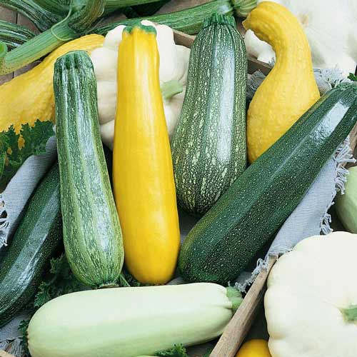 Кабачок Ассорти, смесь семян изображение 1 артикул 71743