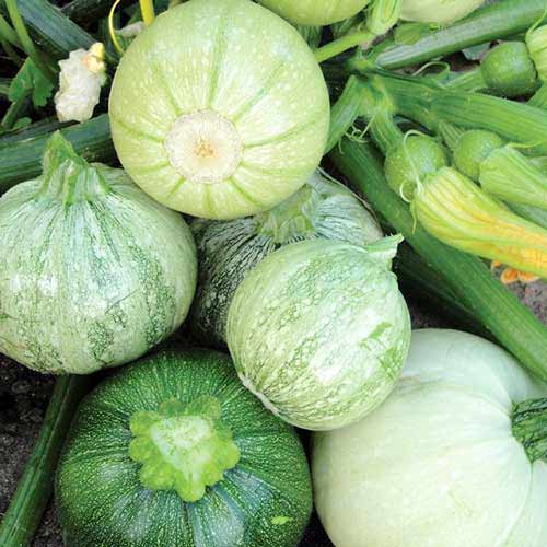 Кабачок Колобок F1 Русский огород НК изображение 1 артикул 69885