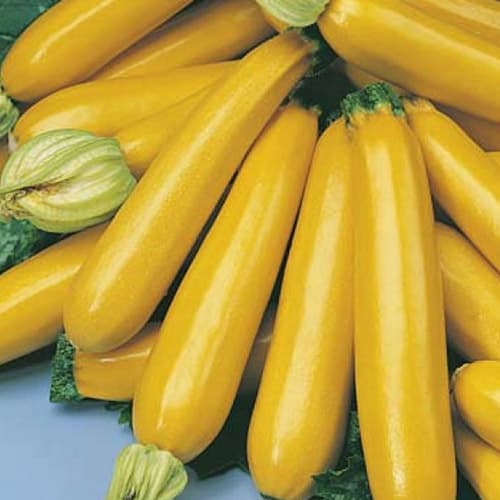 Кабачок цуккини Золотой спрут F1 Аэлита изображение 1 артикул 98255