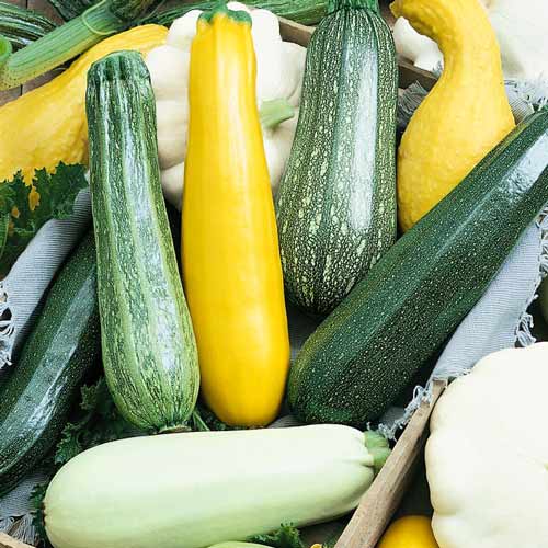 Кабачок Экзотик, смесь семян-copy изображение 1 артикул 65010