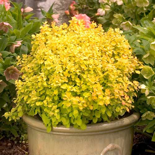 Барбарис Тунберга Тини Голд изображение 2 артикул 9510