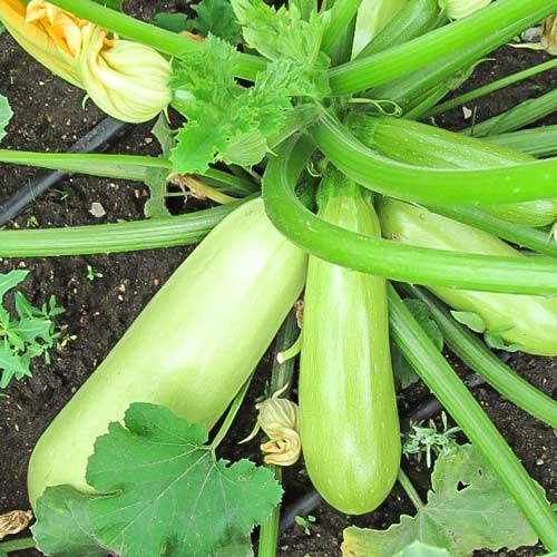 Кабачок Грация F1 изображение 1 артикул 69783