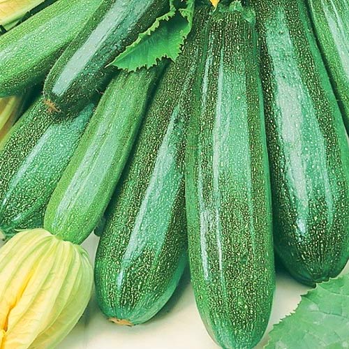 Кабачок Изумруд Уральский дачник изображение 1 артикул 83051