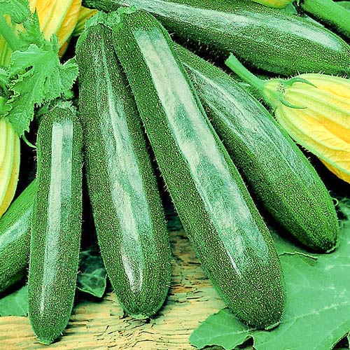 Кабачок Комо F1 Premium Seeds артикул фото 1 Кабачок Комо F1 Premium Seeds изображение 1 артикул 83746