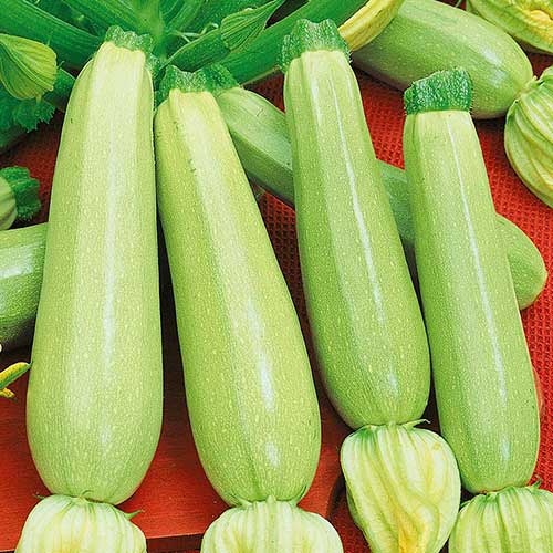 Кабачок Маэстро F1 изображение 1 артикул 73544