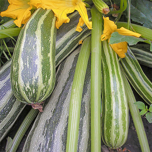 Кабачок Малой-Удалой Уральский дачник изображение 1 артикул 83052