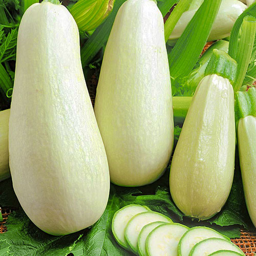 Кабачок Северный мишка Уральский дачник изображение 1 артикул 74161