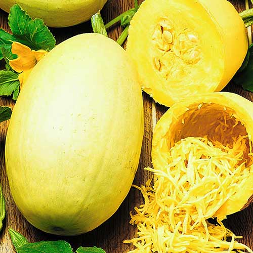 Кабачок спагетти Порционный F1 изображение 1 артикул 65333