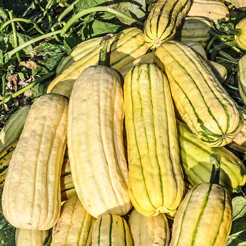 Кабачок зимний Деликатесный F1 изображение 1 артикул 69883